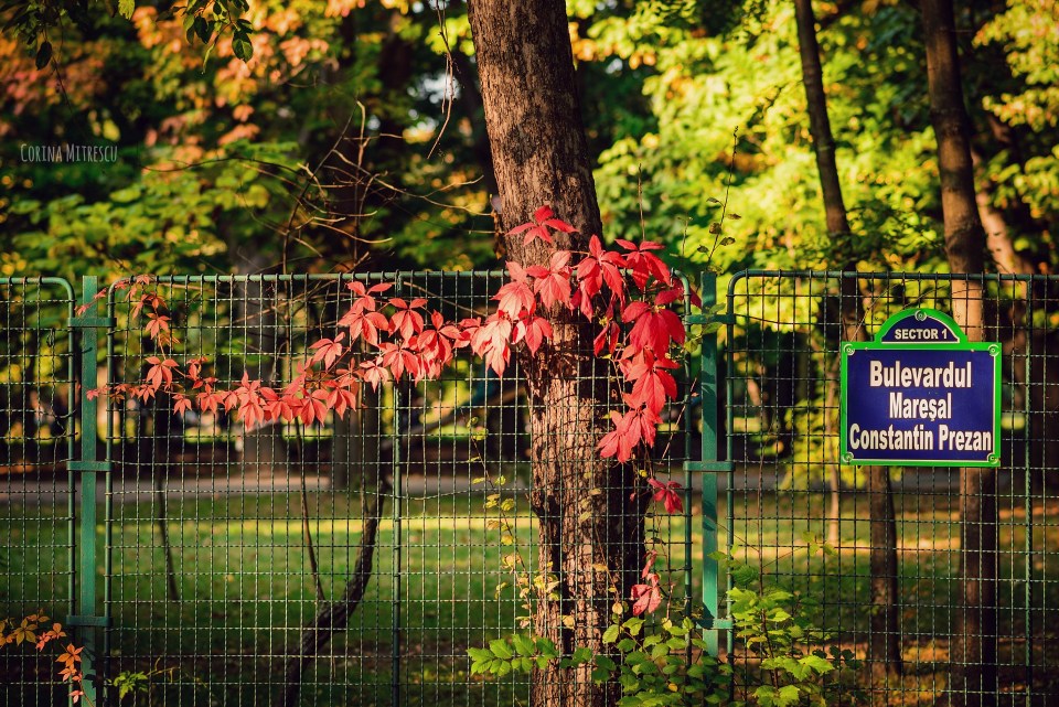 romania gard herastrau