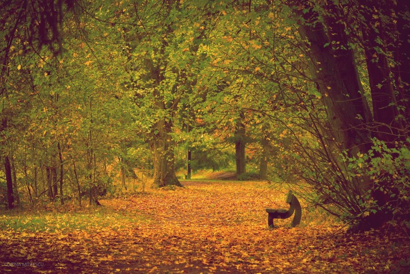 autumn, bench, forest