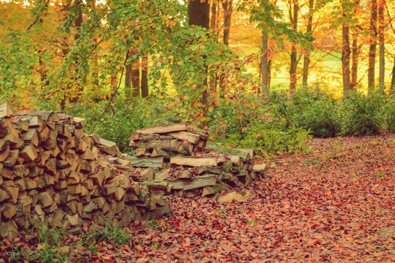 autumn forest with wooden logs