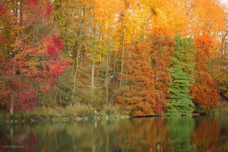 autumn trees lake