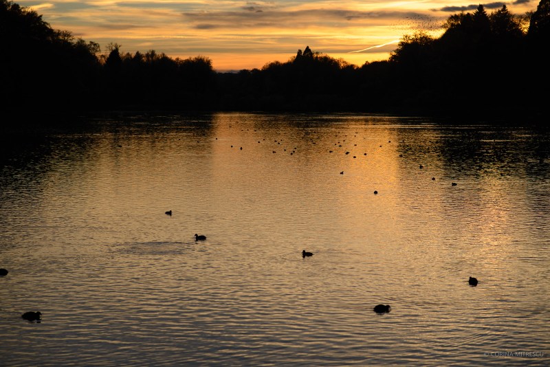 birds on lake at sunset