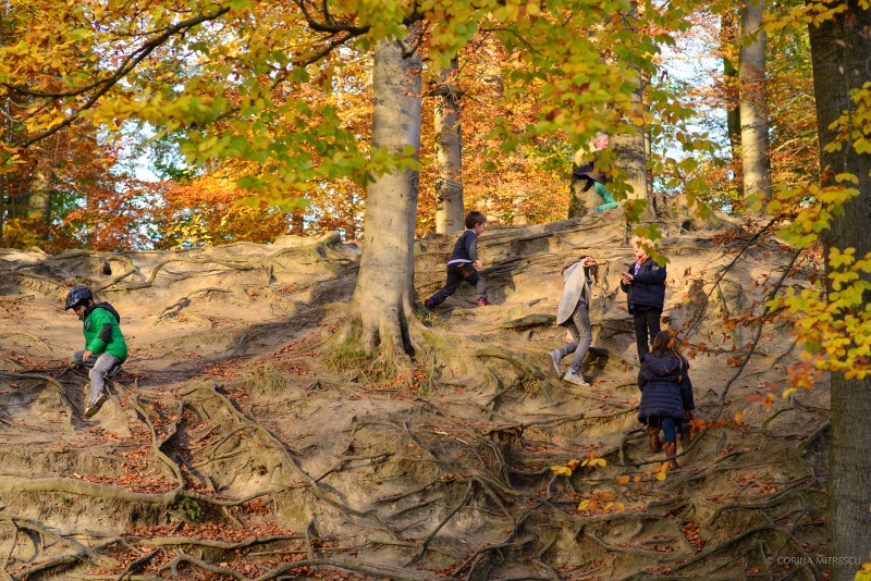 children playing, autumn forest