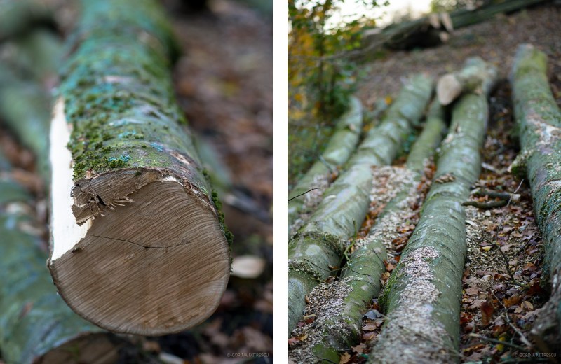 cut trees on the ground on autumn