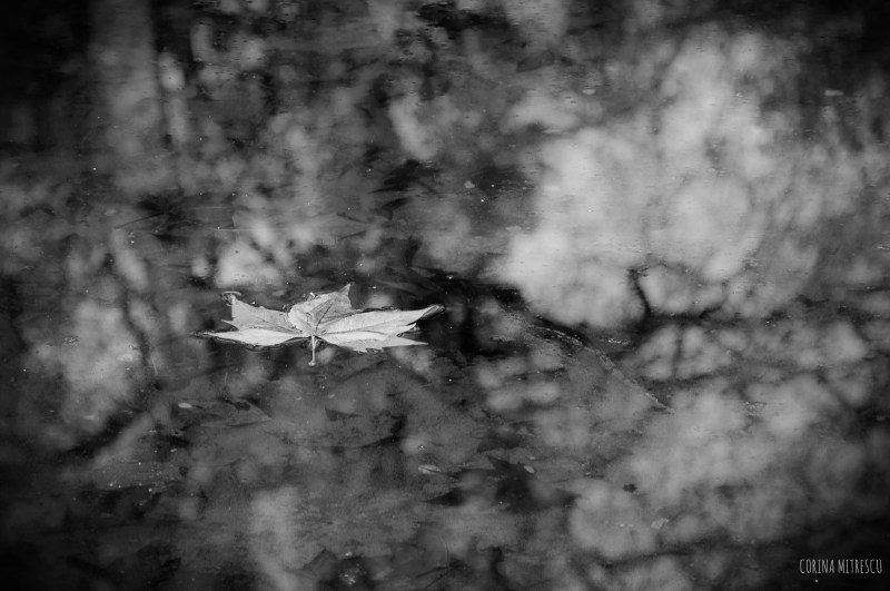 leaf on lake in parc