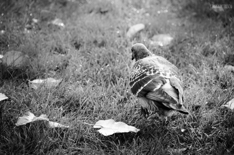 pigeon black and white