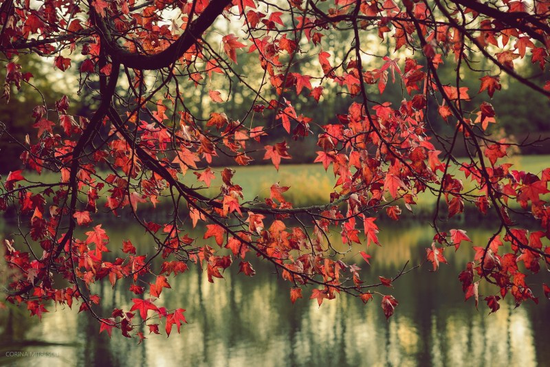 red leaves, autumn