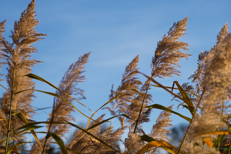 stuf si cer albastru