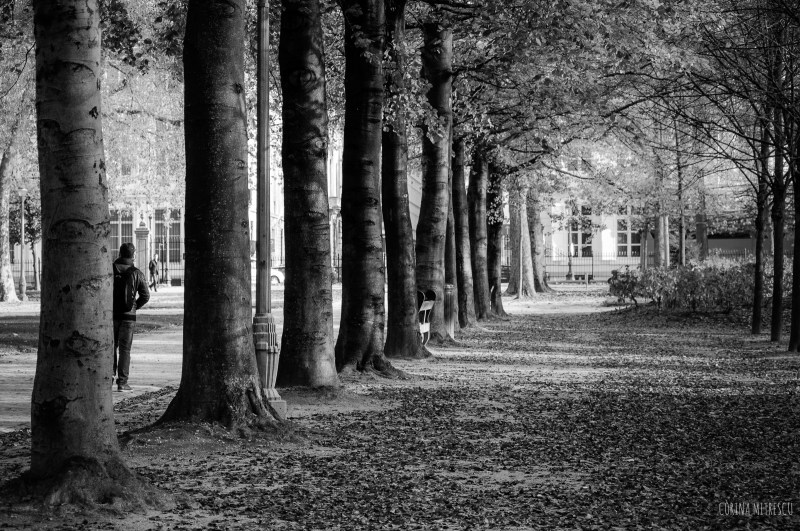 trees brussels parc