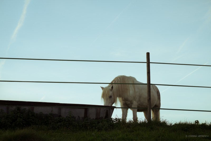 white horse behind fence