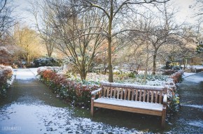 bench in tenbosch park