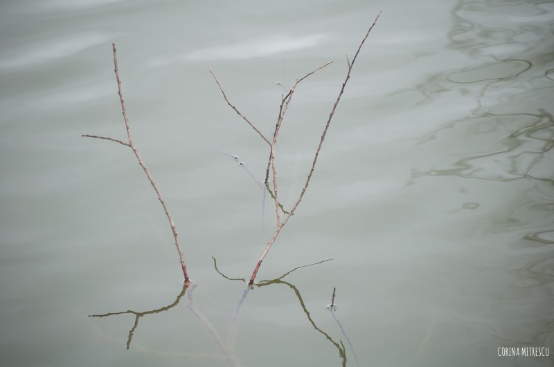 branches in water