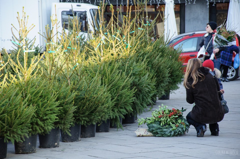 christmas tree market flagey