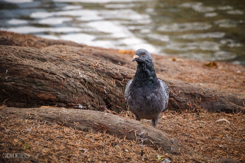 pigeon next to a tree