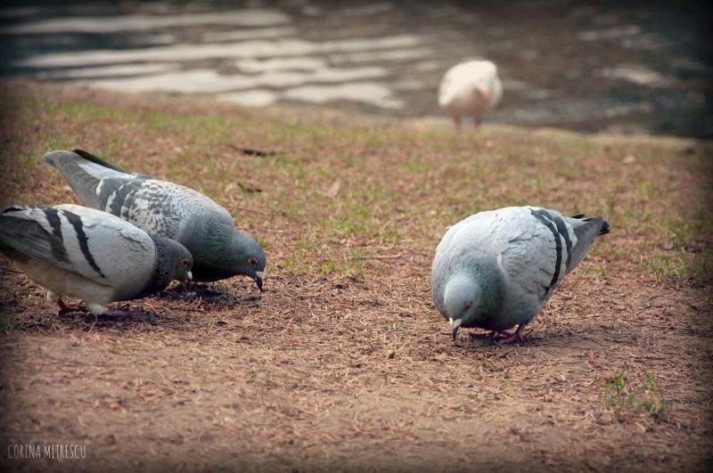 pigeons eating