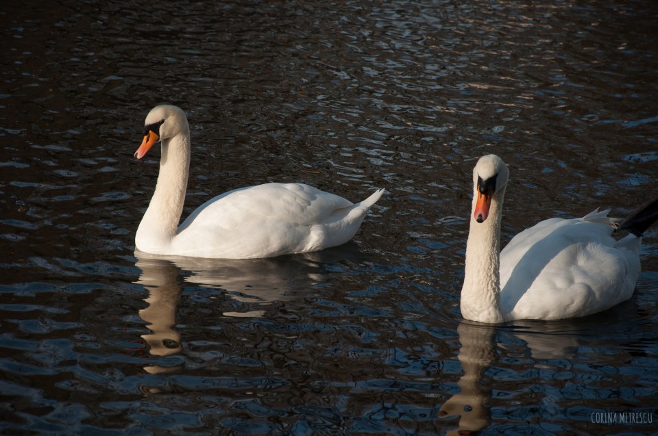 swans couple