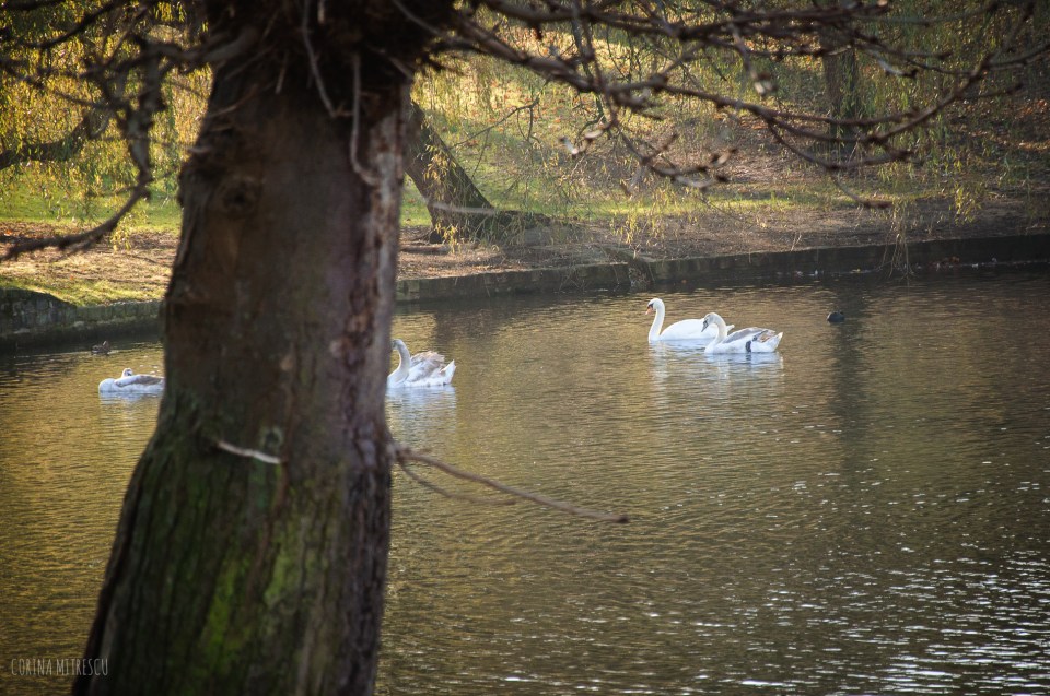 swans ixelles