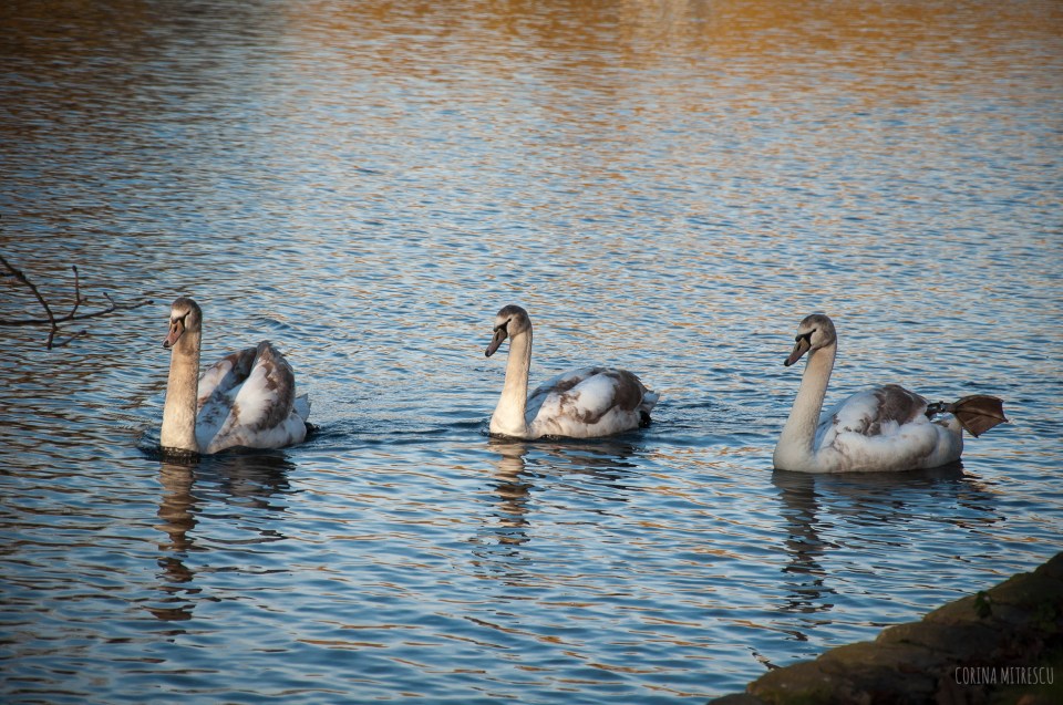 three swans