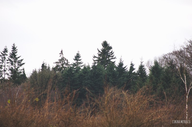 winter nature no snow