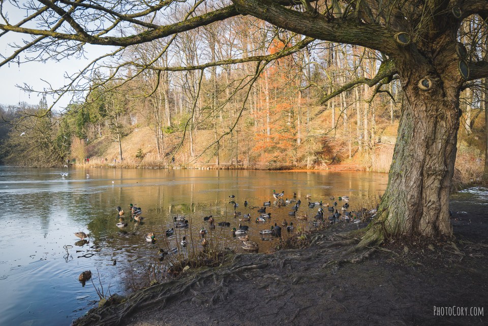 ducks la hulpe frozen lake