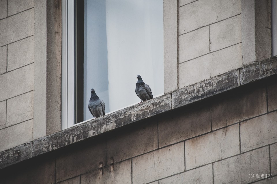 pigeons window