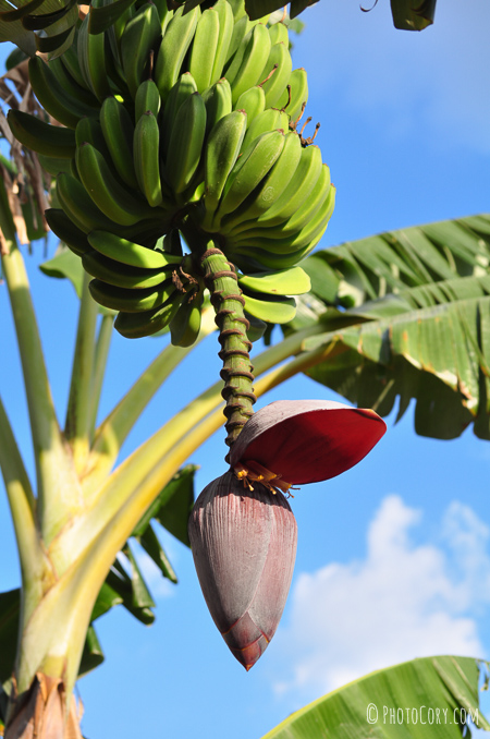 banana tree flower