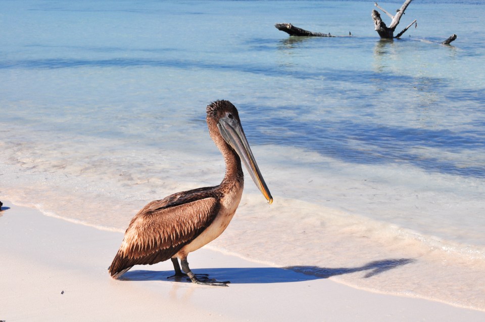 cayo jutias pelican