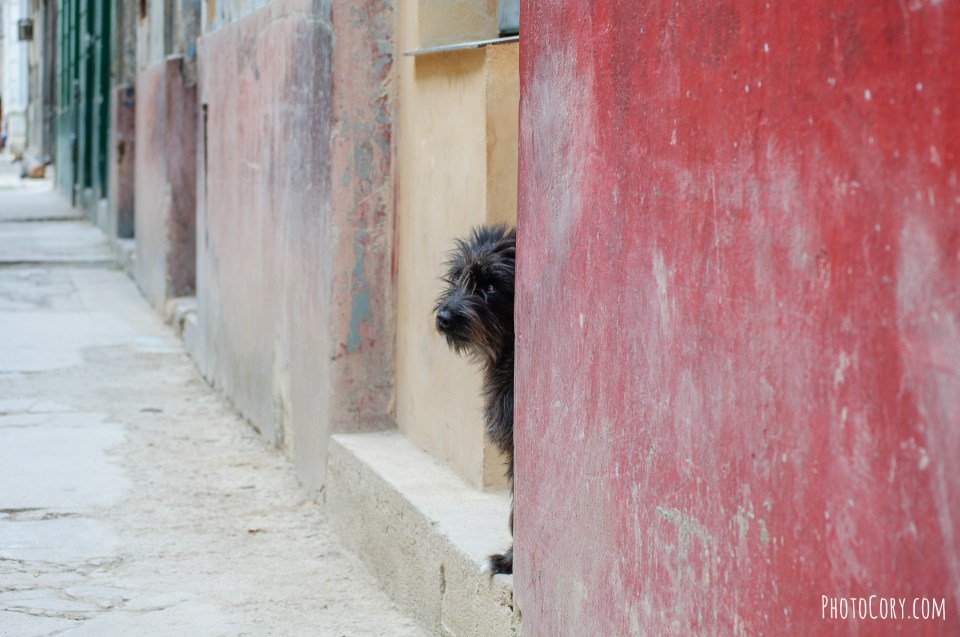 havana homeless dog