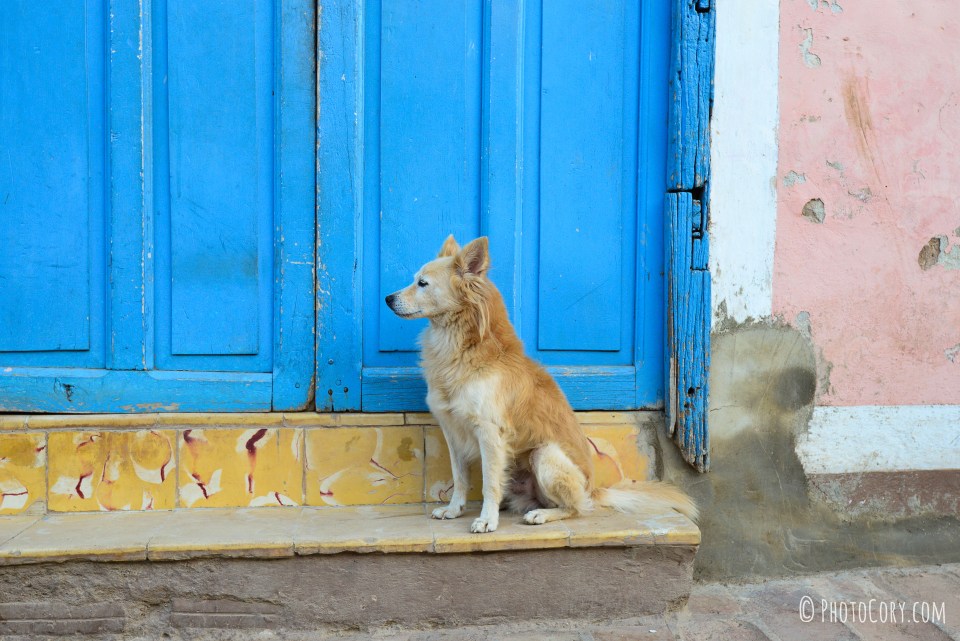 homeless dog trinidad cuba