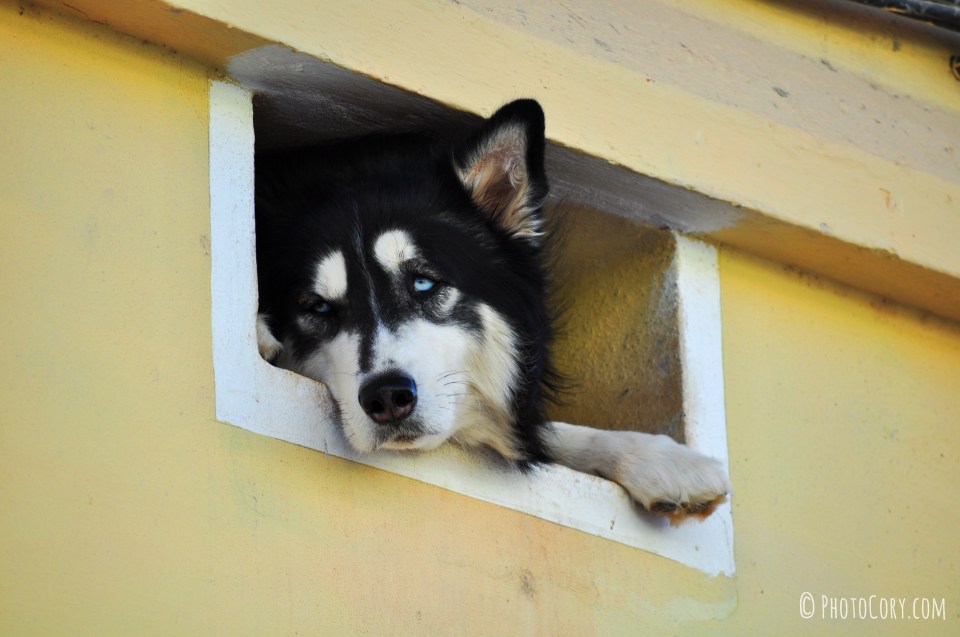 husky small window