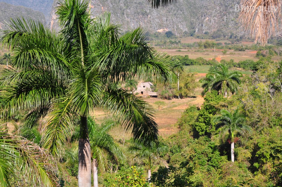 palm tree vinales valley
