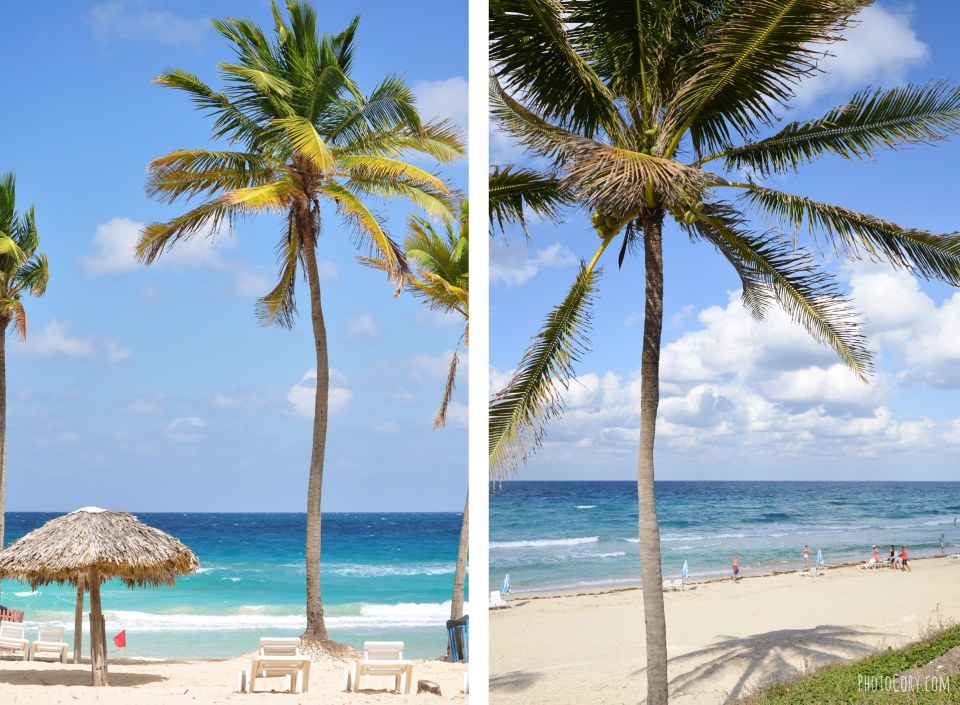 palm trees playas del este