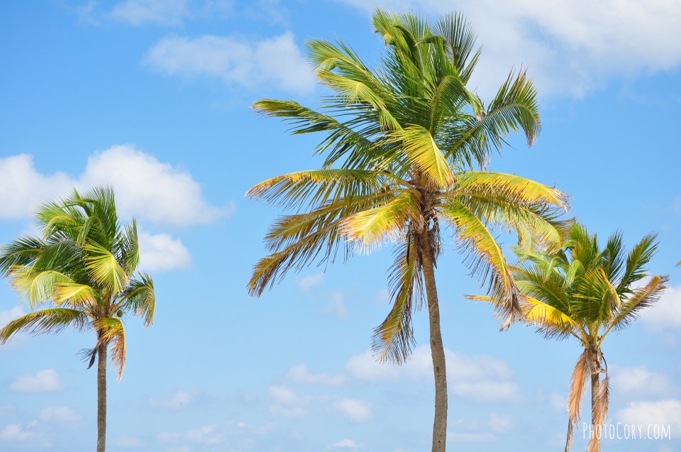palmtrees blue sky