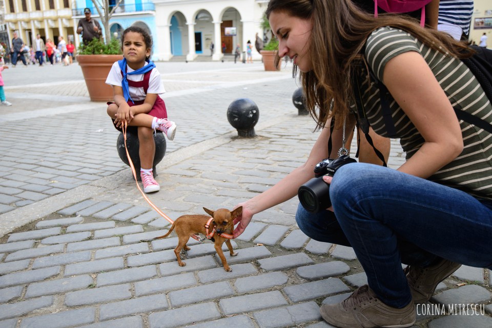 playing with chihuahua