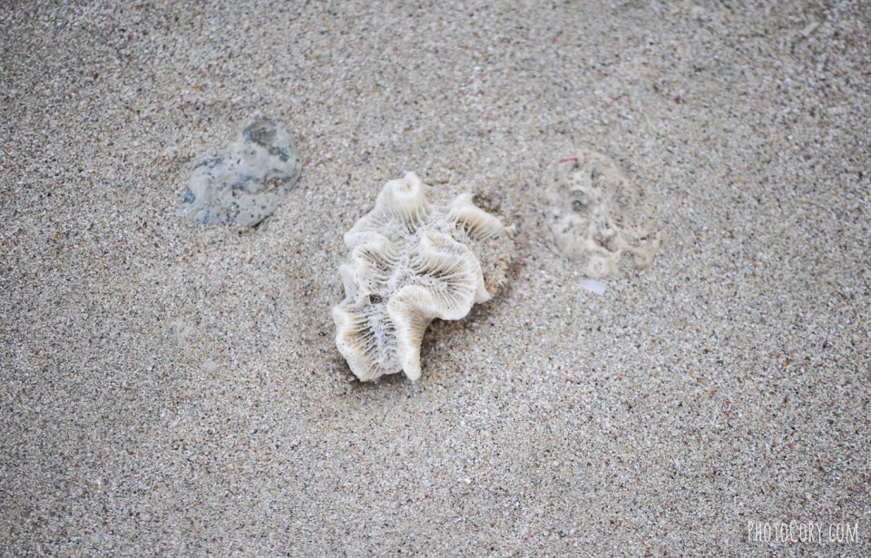 shell on beach in cuba