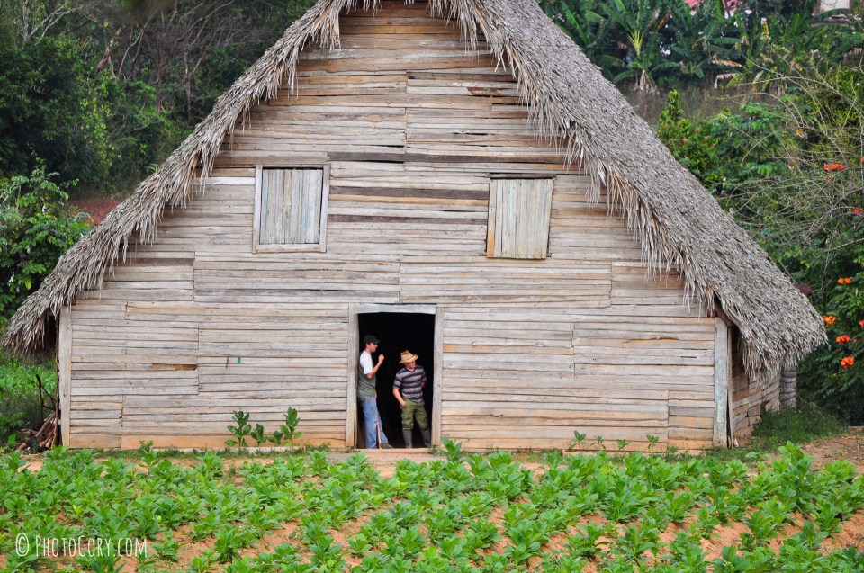 tobacco house vinales cuba