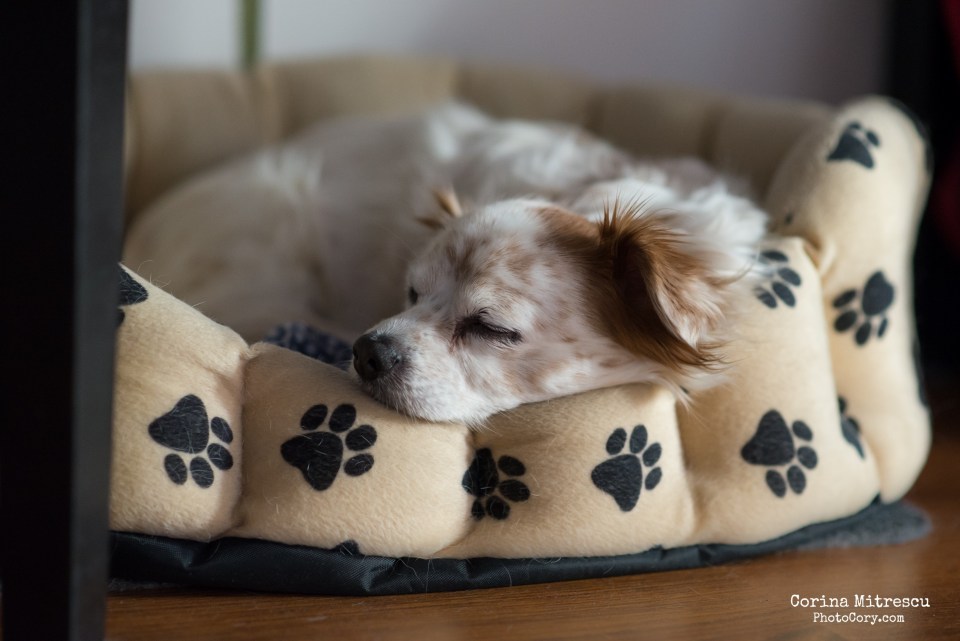 cosulet caine cu labute