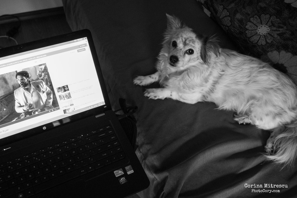 dog and laptop