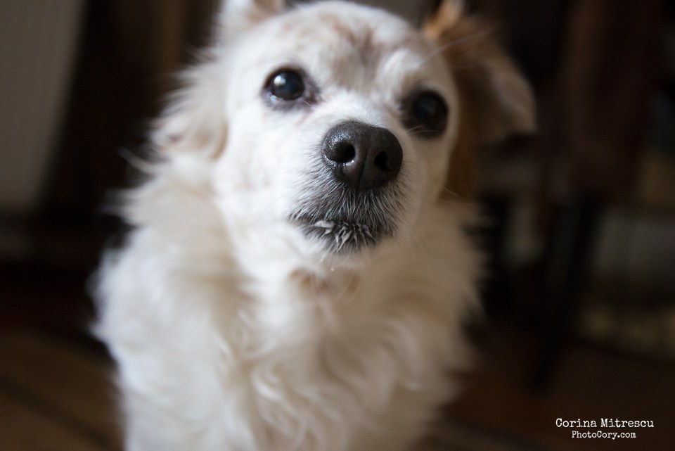 dog lower lip dirty after eating