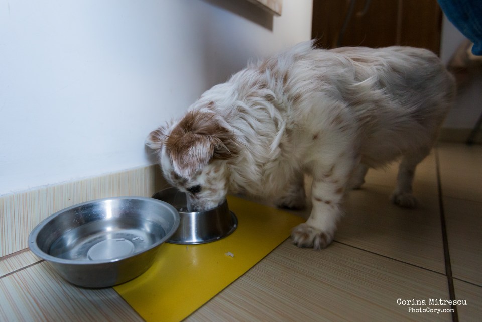 doggie eating in the kitchen