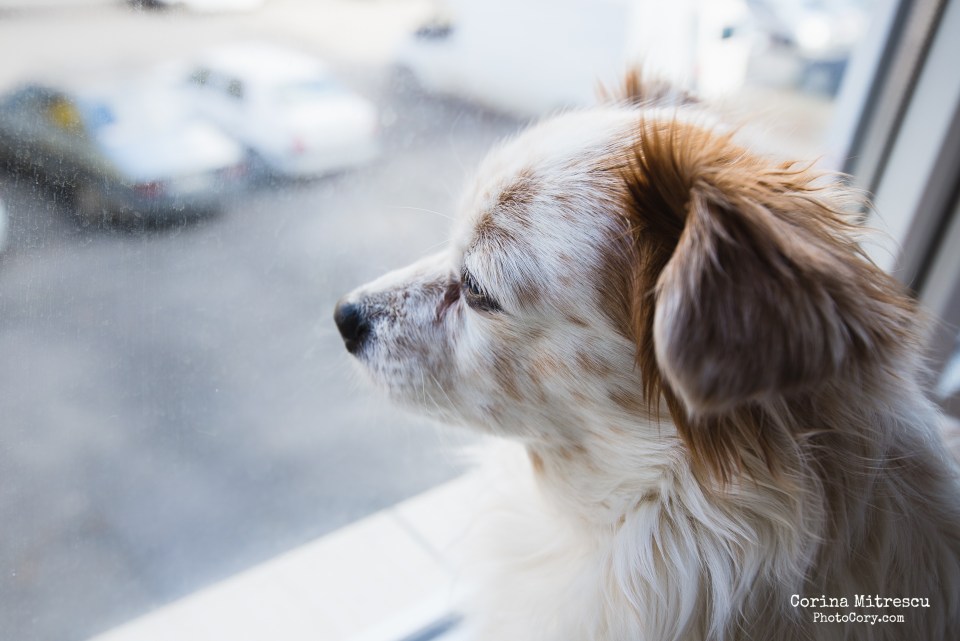 Miki se uita pe geam