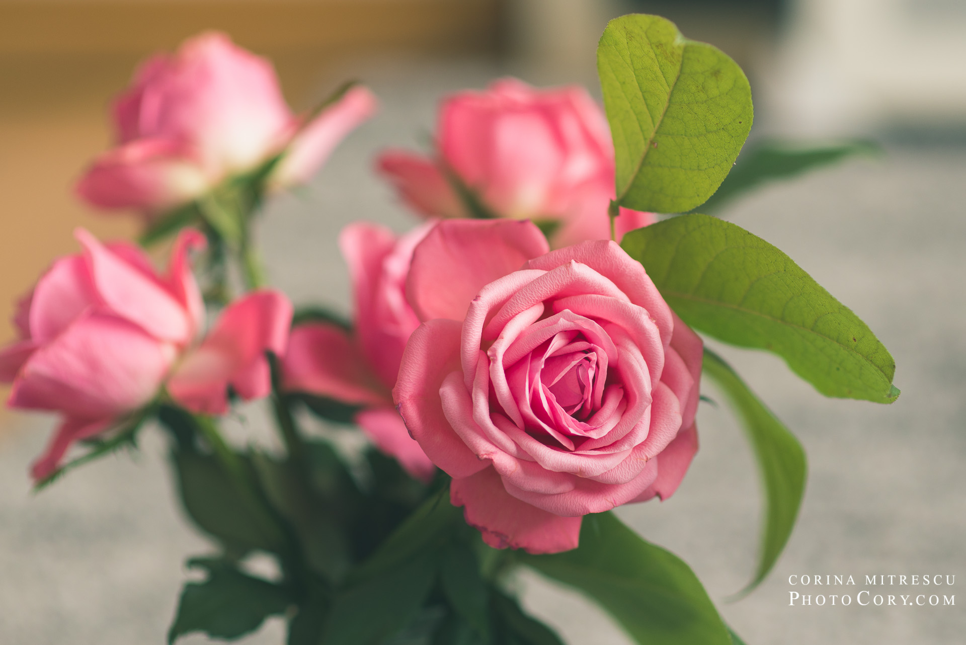 Pinkn Roses My birthday pink roses | PhotoCory
