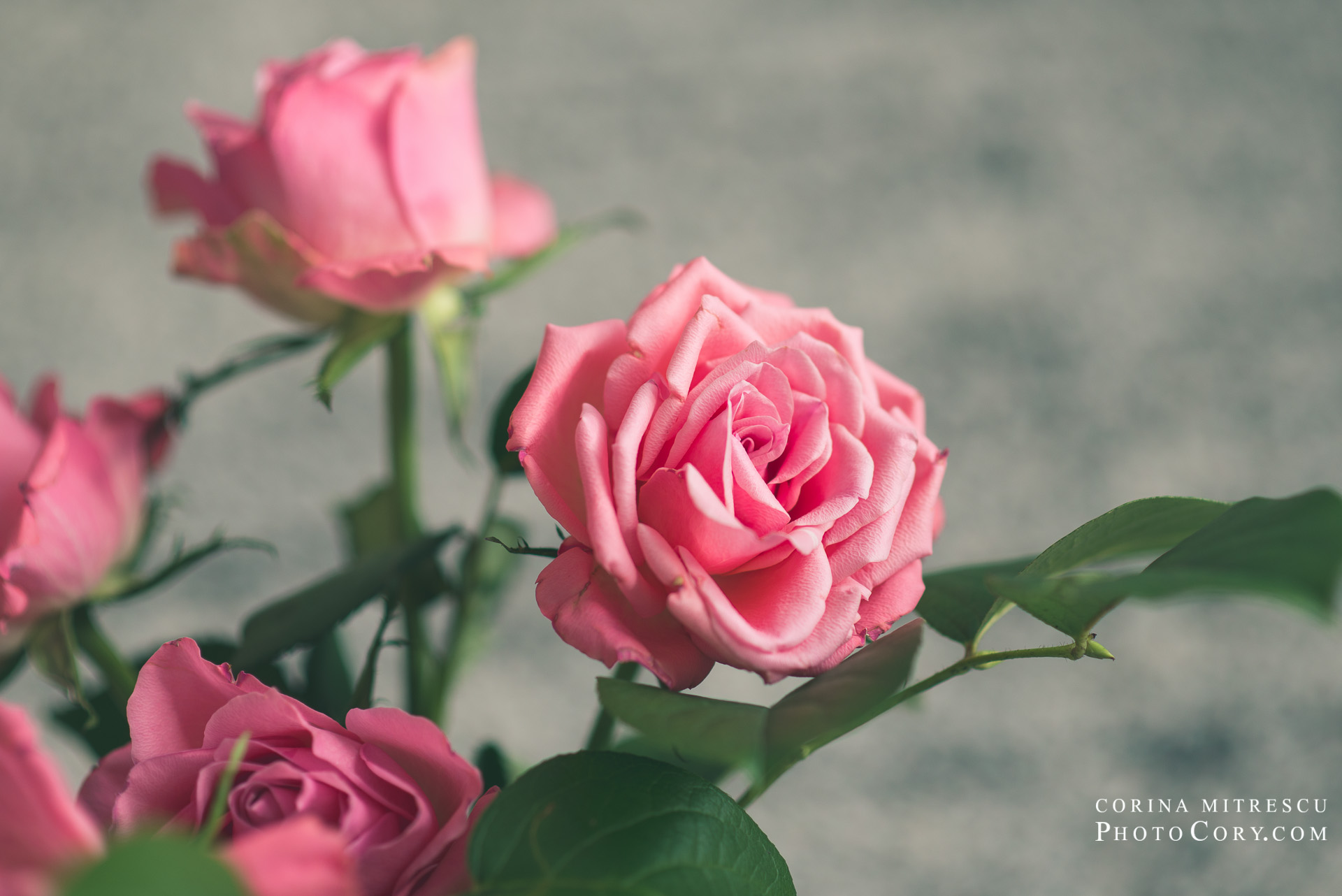 Pink Rosesz My birthday pink roses | PhotoCory