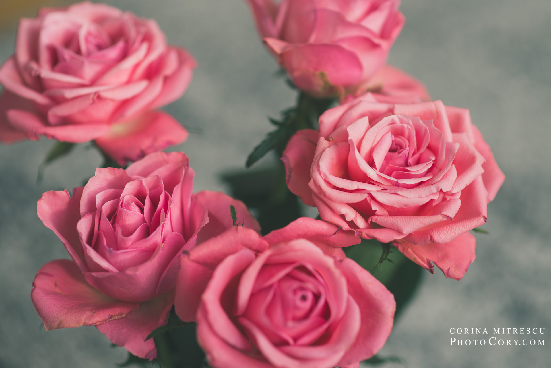 Pink Roses Event My birthday pink roses | PhotoCory