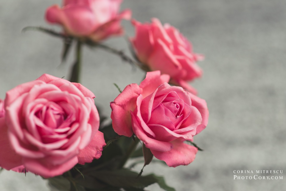 pink roses 4