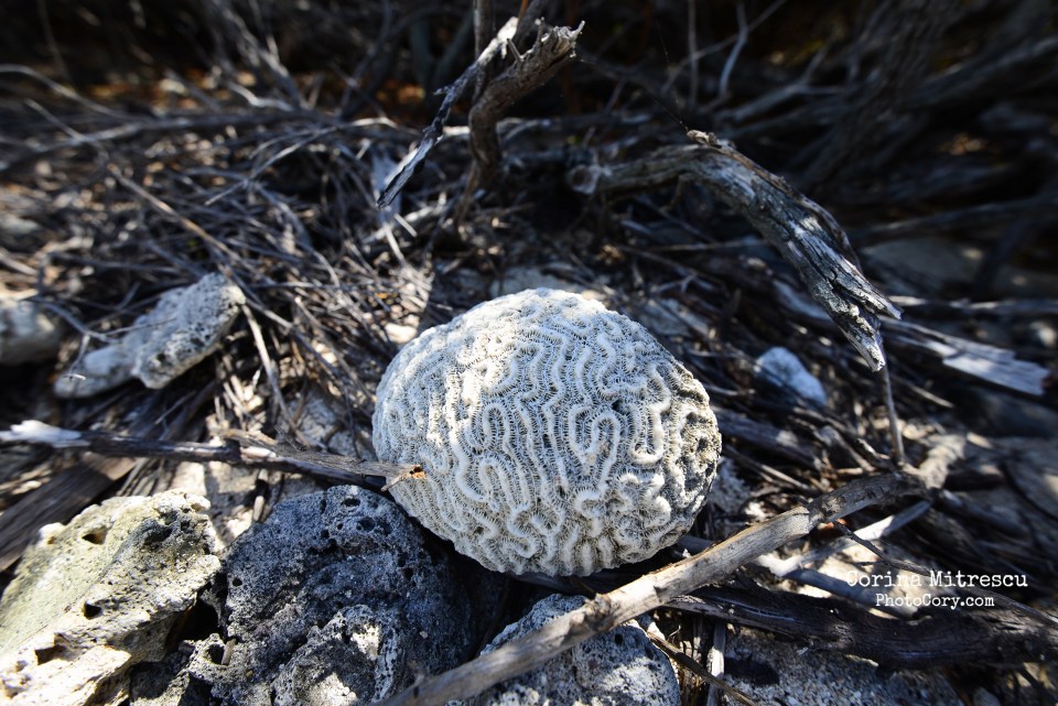 rock coral brain look