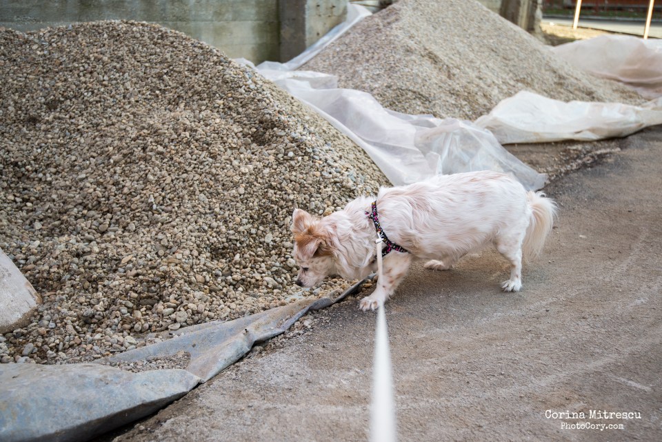white dog in lease going for a walk