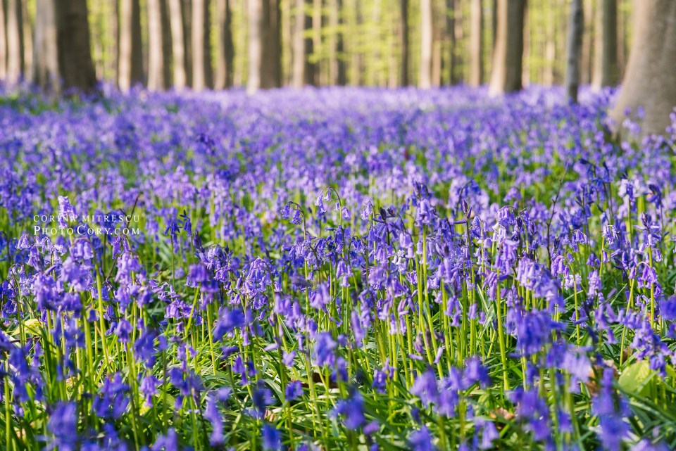 belgium bluebells