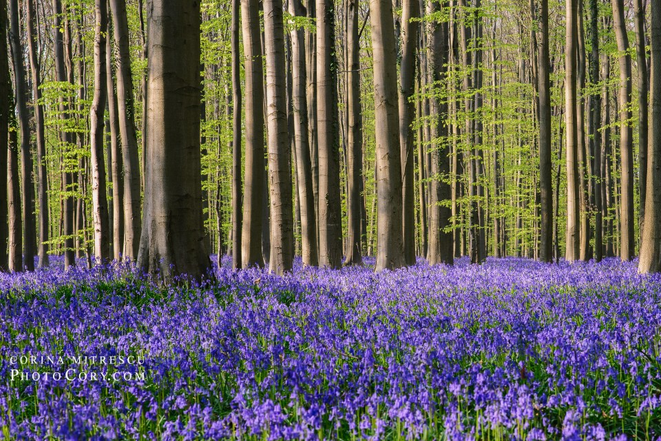 blue carpet forest belgium hallerbos bluebells