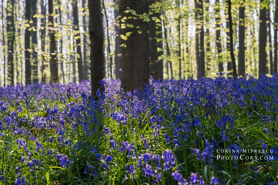 blue forest belgium