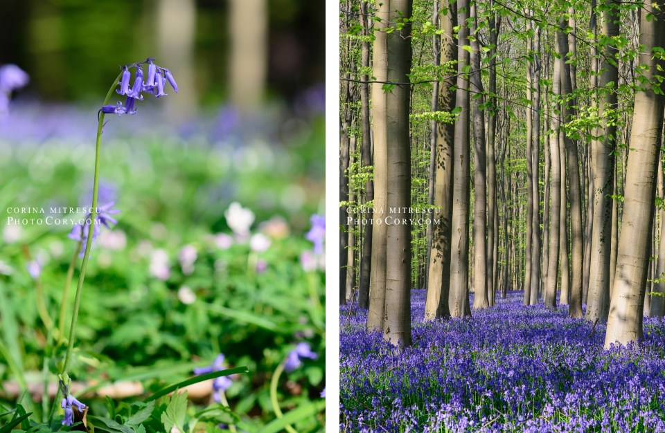 bluebells hallerbos